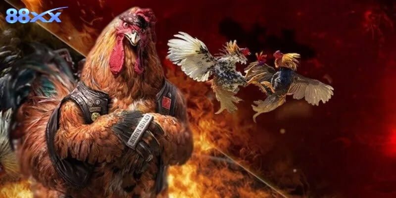 Xem Gà Mỹ Đá Chuẩn Chiến Kê Đỉnh Cao Tại Nhà Cái 88XX