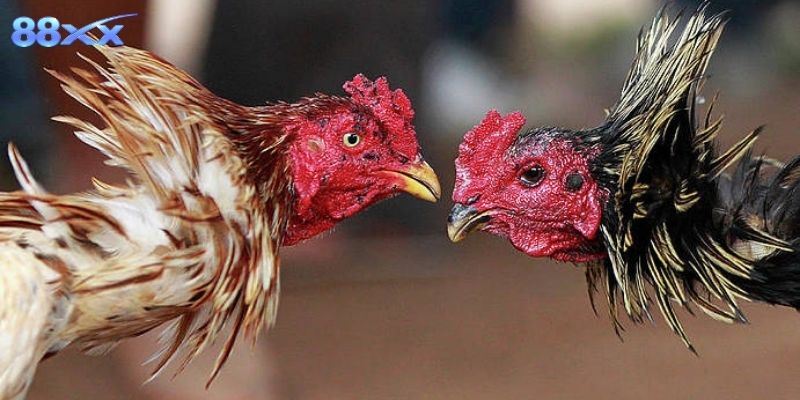 Khám Phá Đá Gà Thomo 67 Cá Cược Hấp Dẫn Tại 88XX
