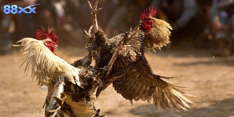 Khám Phá Đá Gà Thomo 67 Cá Cược Hấp Dẫn Tại 88XX