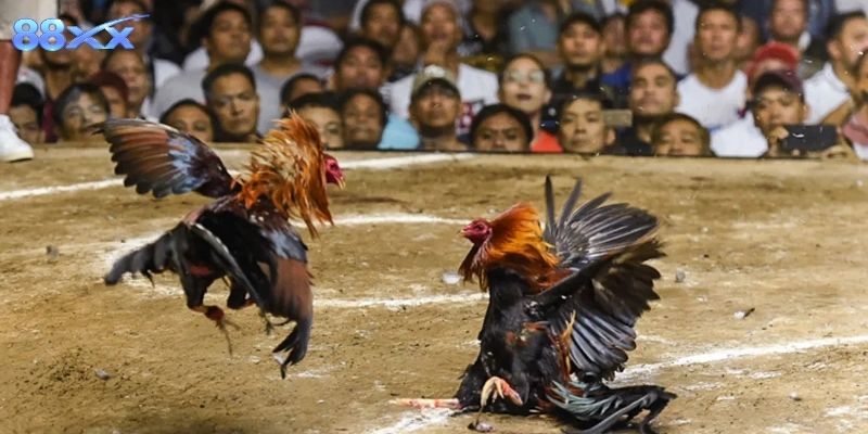 88XX Chia Sẻ Kinh Nghiệm Đá Gà Cựa Dao Giải Lớn Hấp Dẫn